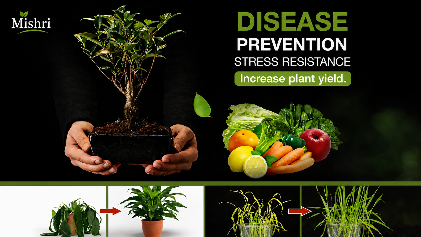 Mishri Soil Activated Treasure – Soil Activator for Healthy Plant Growth